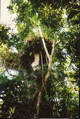 Rainforest3