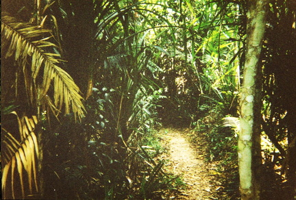 Rainforest4