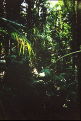 Rainforest5